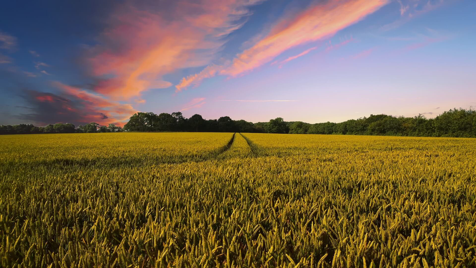 Harvest Prospects