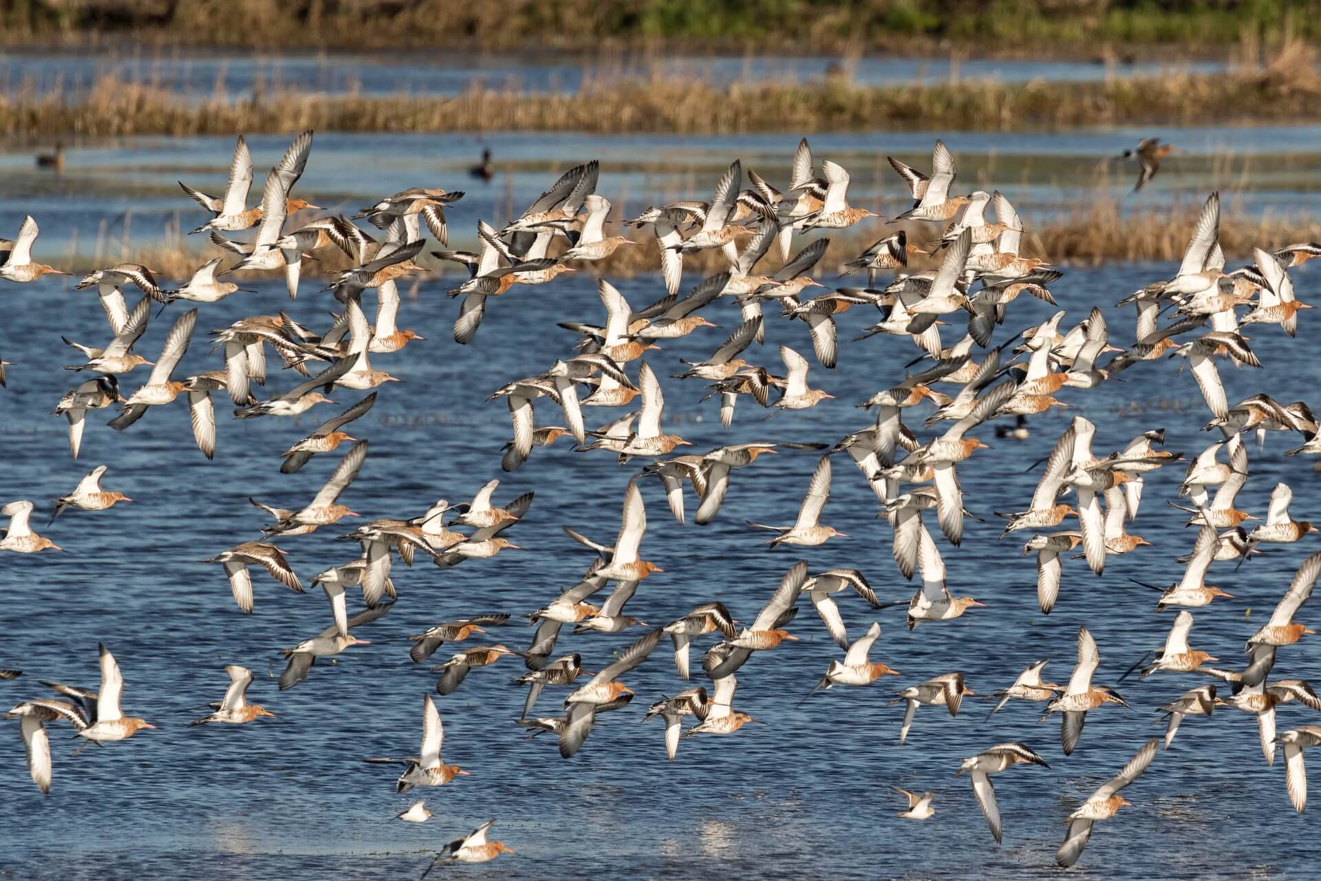 Avian influenza